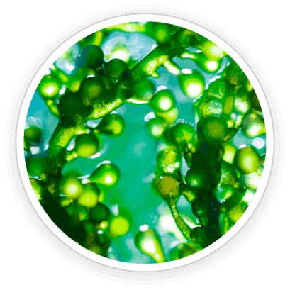 Pawbiotix Ingredients 